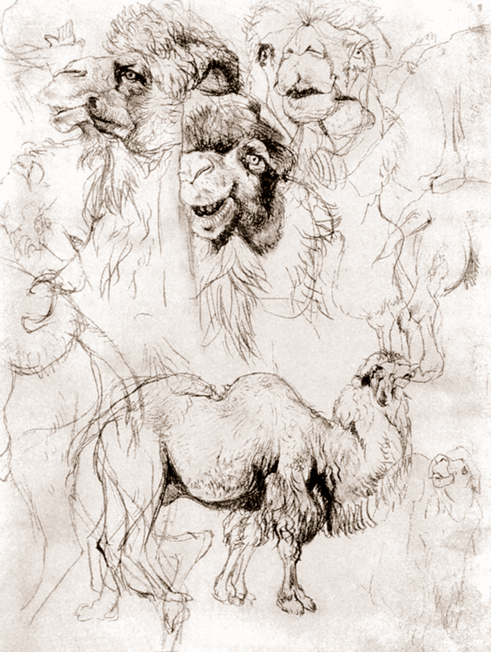  Adolpyh Von Menzel —— 骆驼的习作